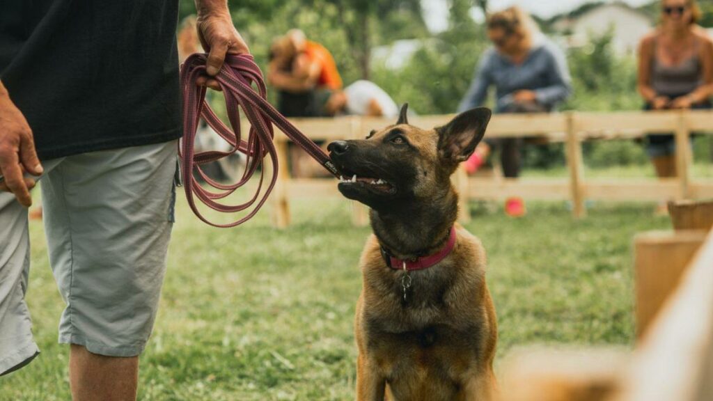 Woofest-levenement-incontournable-pour-les-amoureux-des-chiens-en-france