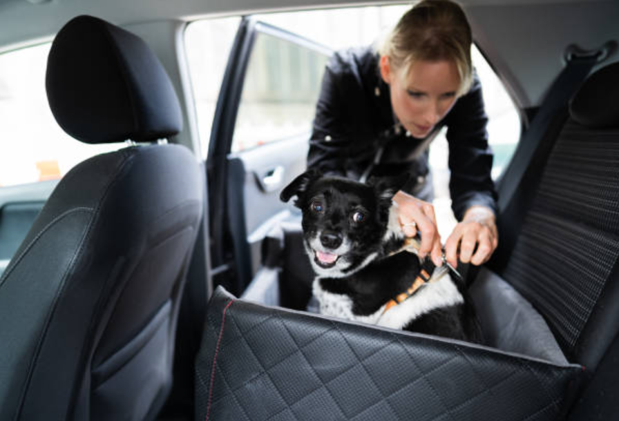 chien attaché en voiture
