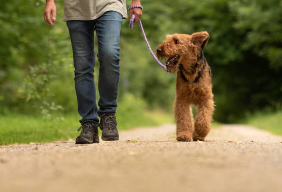 chien qui se balade
