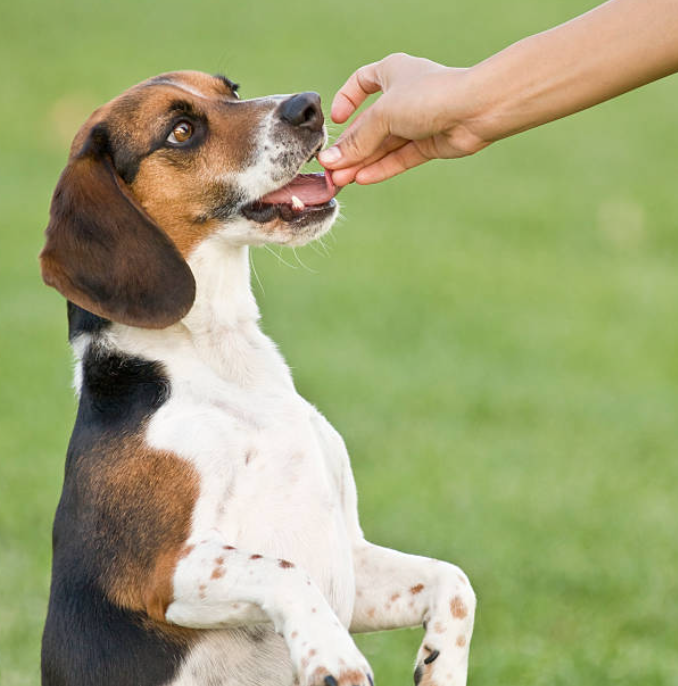 chien qui mange une friandise 
