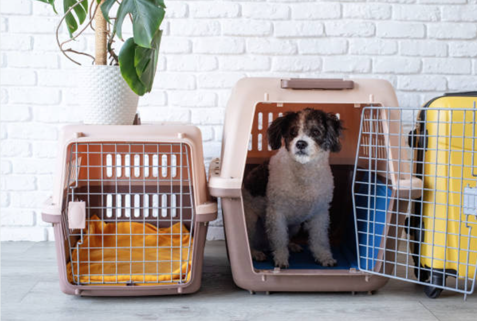 chien dans une caisse de transport
