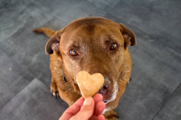 Idee-originale-de-recettes-pour-chien