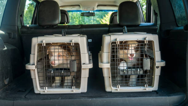 cage de transport chien
