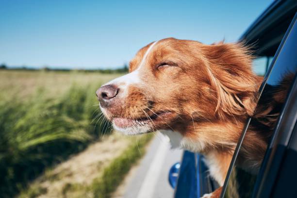 chien en voiture