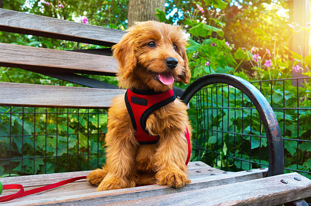 collier/ harnais de chien
