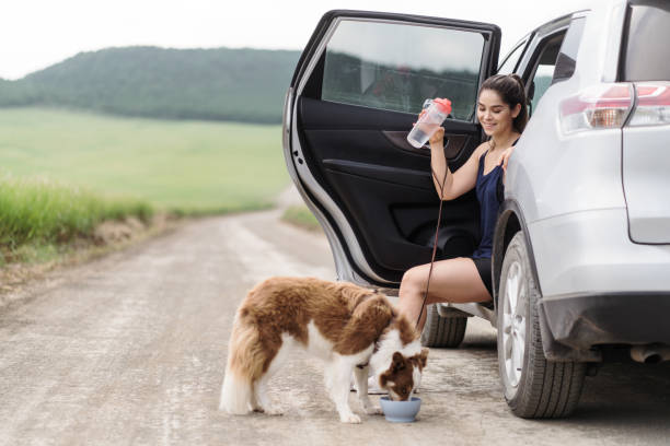 pause route chien
