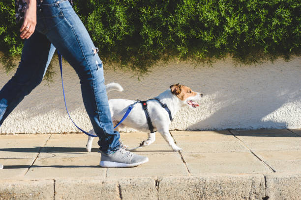 promenade chien
