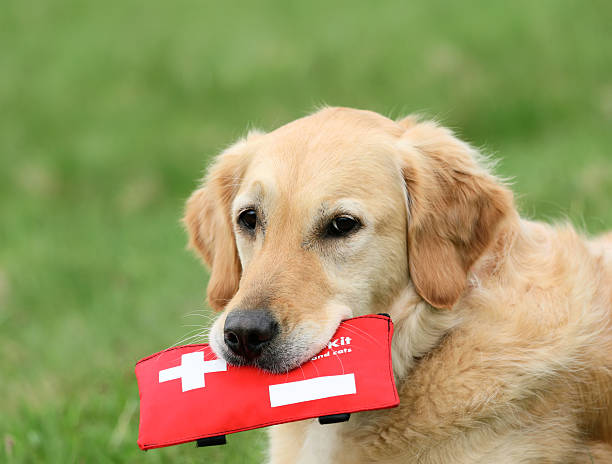 trousse de secours chien
