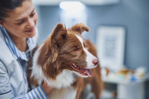 chien chez le vétérinaire
